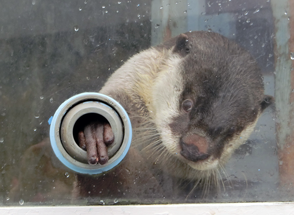 ツメナシカワウソ