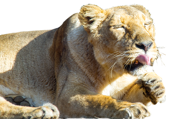 インドライオン