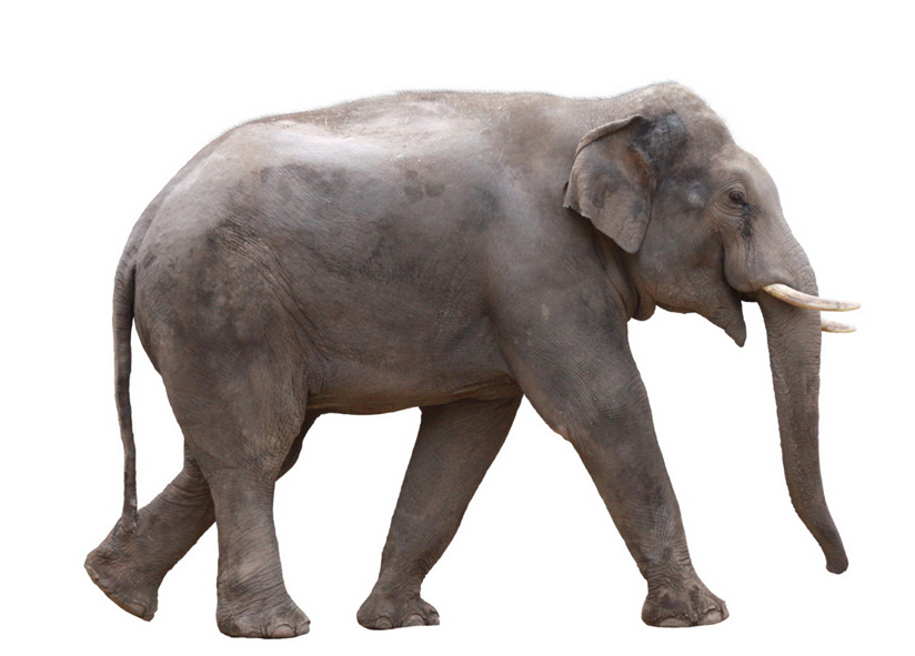 アジアゾウ　画像