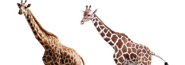 キリンに会える動物園