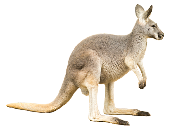 オオカンガルー