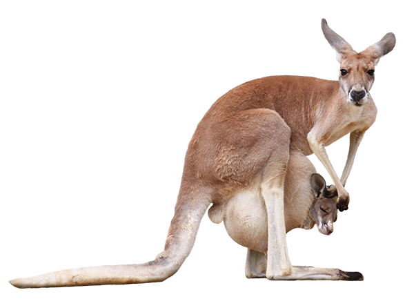 アカカンガルー