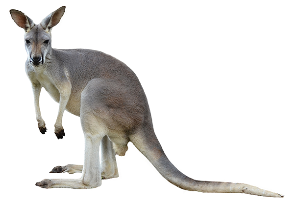 クロカンガルー