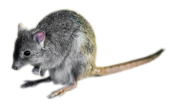 フサオネズミカンガルー