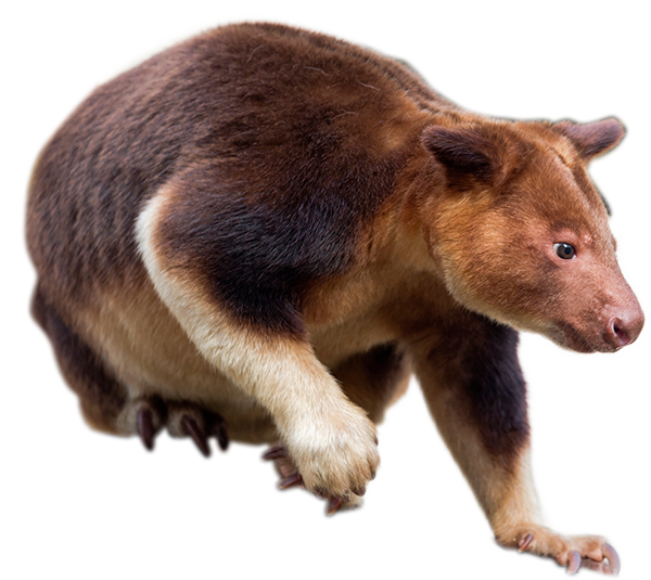 セスジキノボリカンガルー