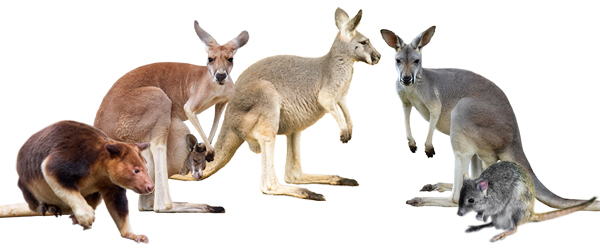 カンガルーに会える動物園