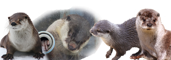 カワウソに会える動物園