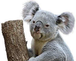 コアラに会える動物園