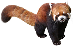 レッサーパンダに会える動物園