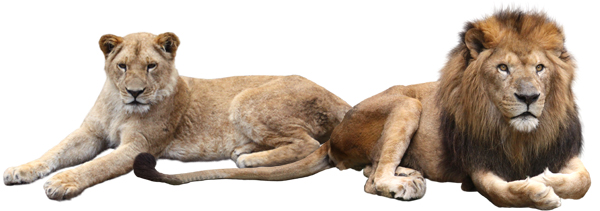 ライオンに会える動物園