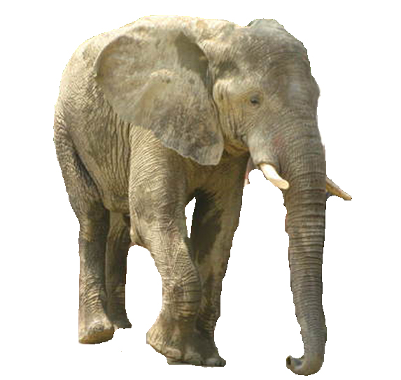 マルミミゾウ　画像