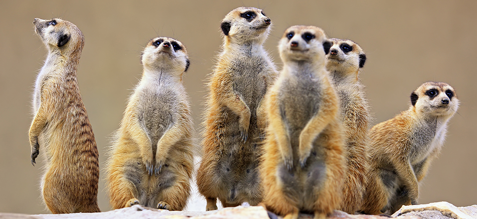 ミーアキャットに会える動物園