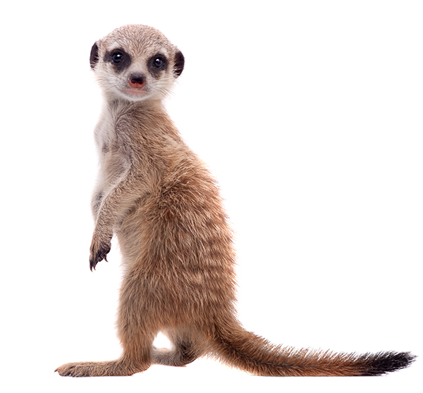 ミーアキャット