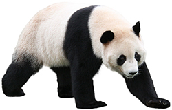 ジャイアントパンダに会える動物園