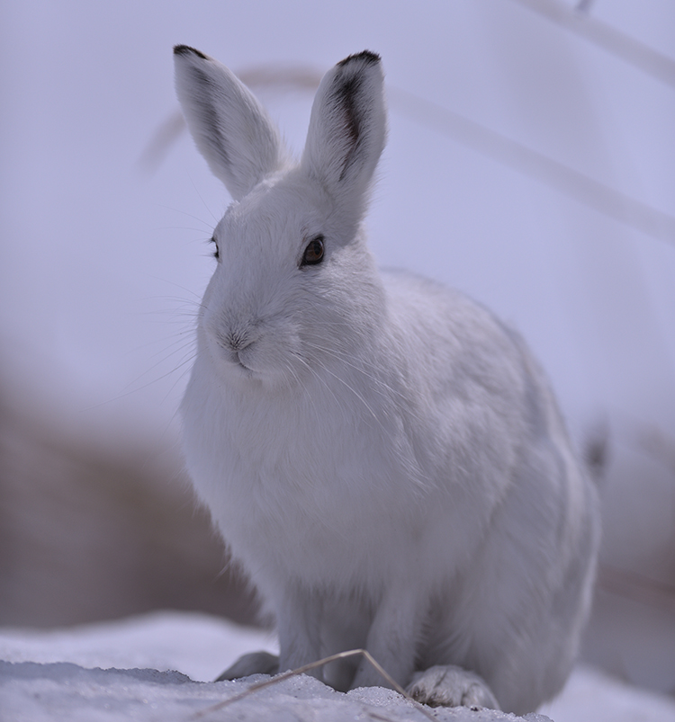 エゾユキウサギ