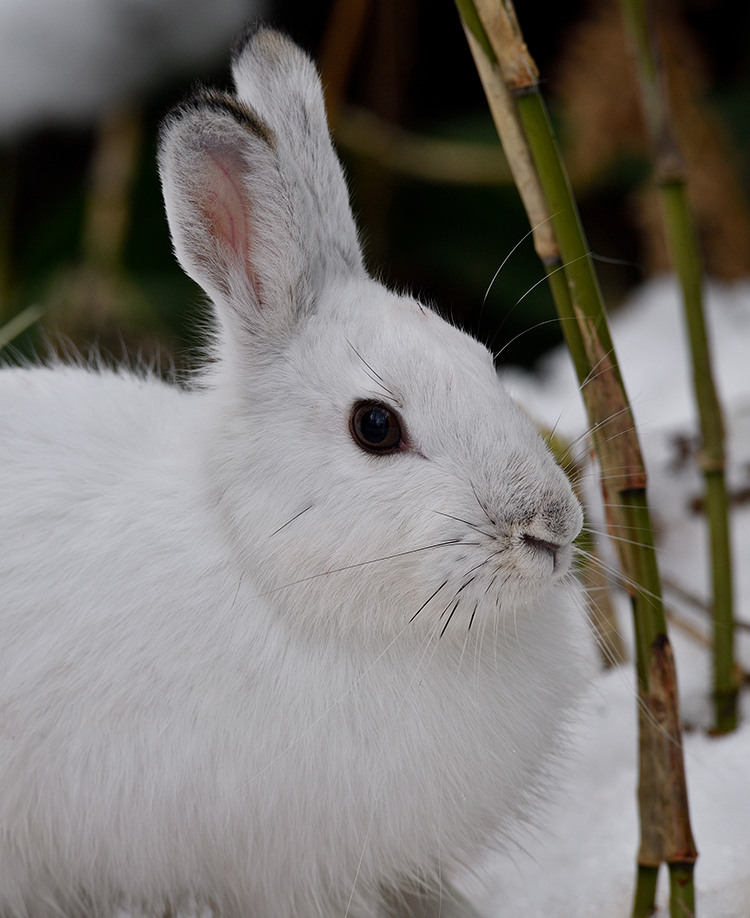 トウホクノウサギ