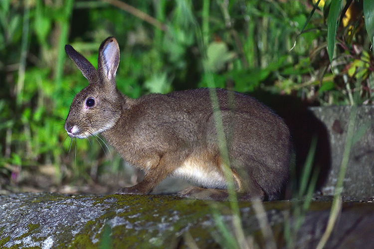 キュウシュウノウサギ