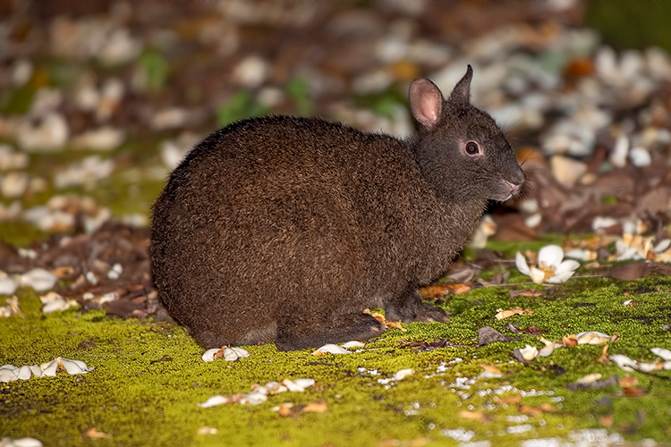 アマミノクロウサギ