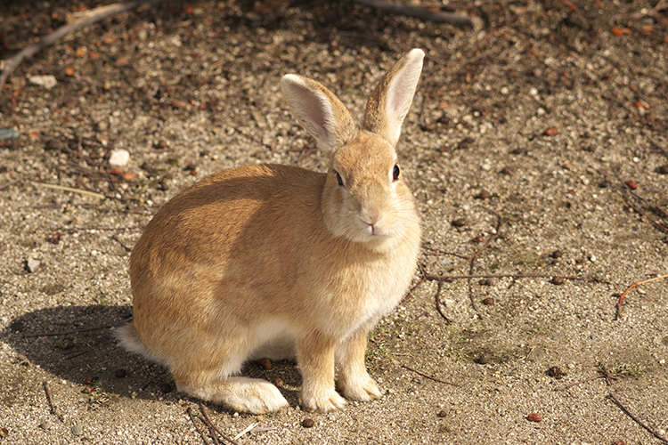 カイウサギ