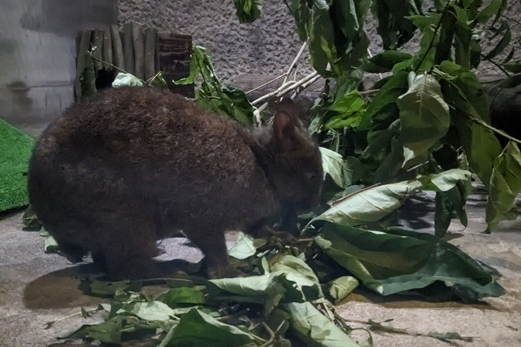 鹿児島市平川動物公園のテツコ