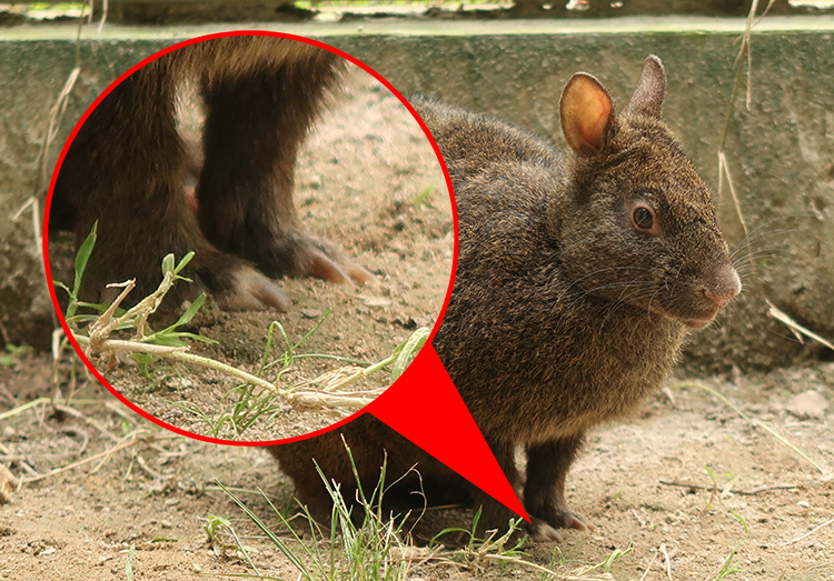鹿児島市平川動物公園のテツコ