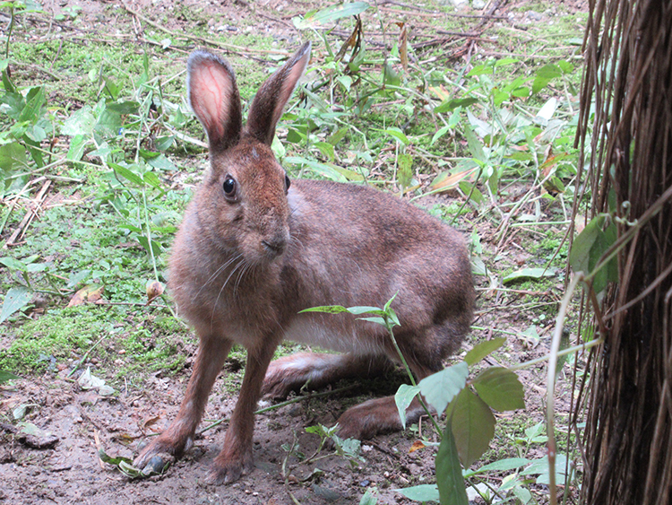 富山市ファミリーパークのトウホクノウサギ（夏毛）