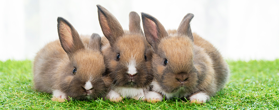 ウサギに会える動物園