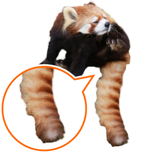 レッサーパンダ　画像