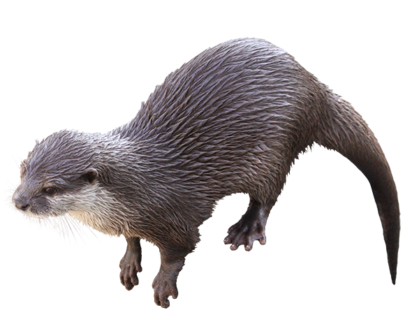 コツメカワウソ