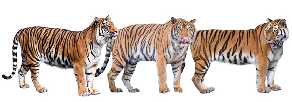 トラに会える動物園