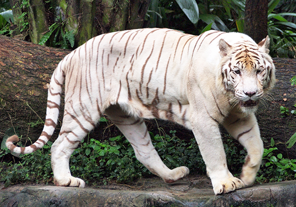 ホワイトタイガー