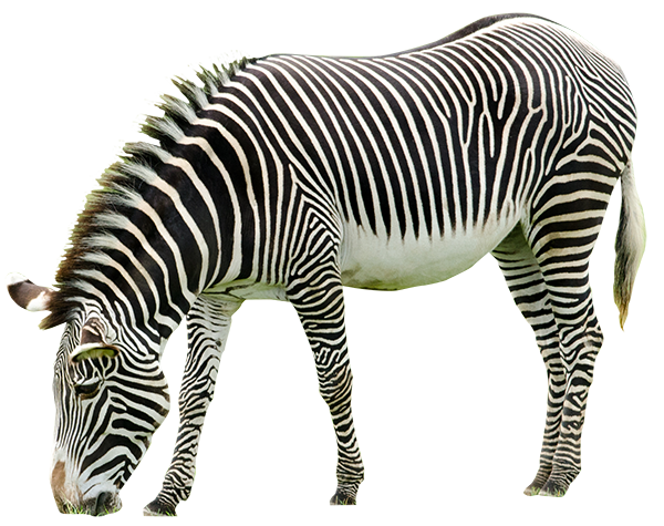 グレビーシマウマ