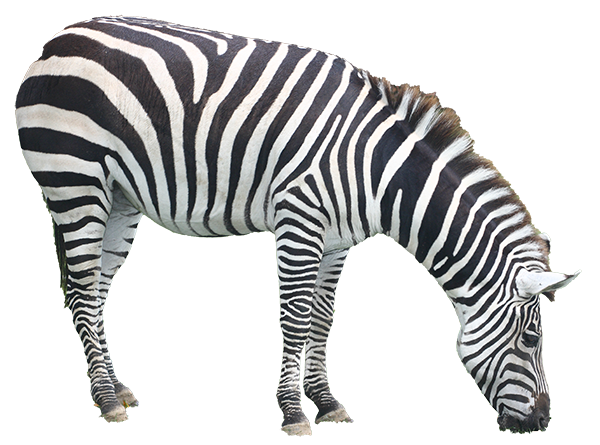 グラントシマウマ