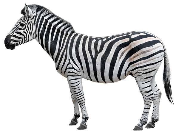 チャップマンシマウマ