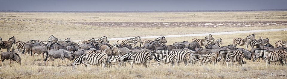 シマウマに会える動物園