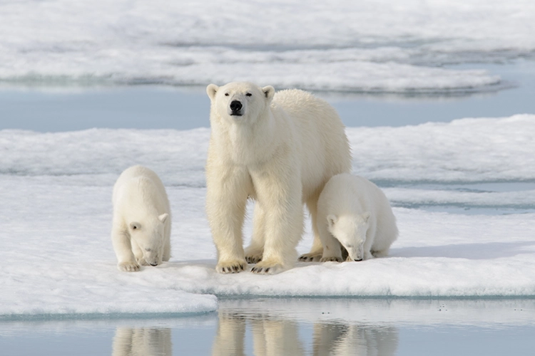 ホッキョクグマ