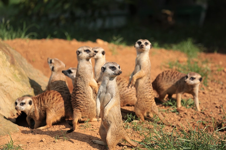 ミーアキャット