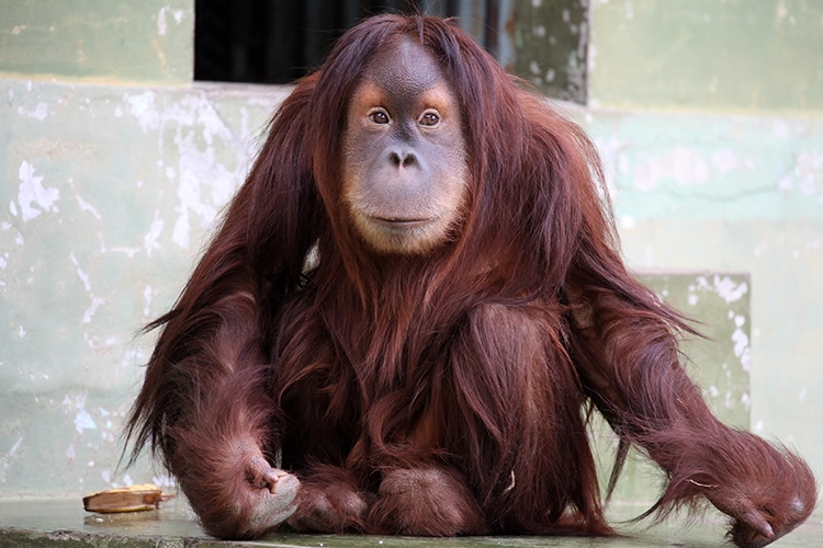 オランウータン