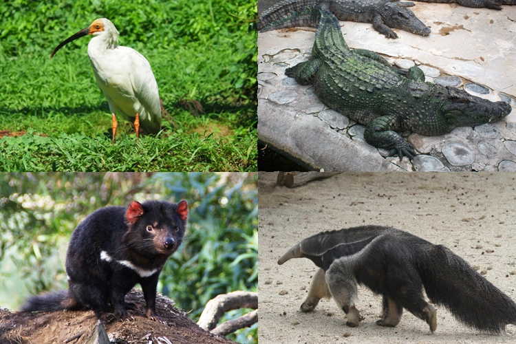 タスマニアデビル