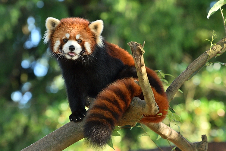 レッサーパンダ