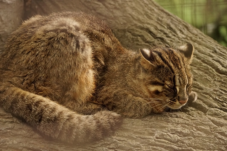 ツシマヤマネコ