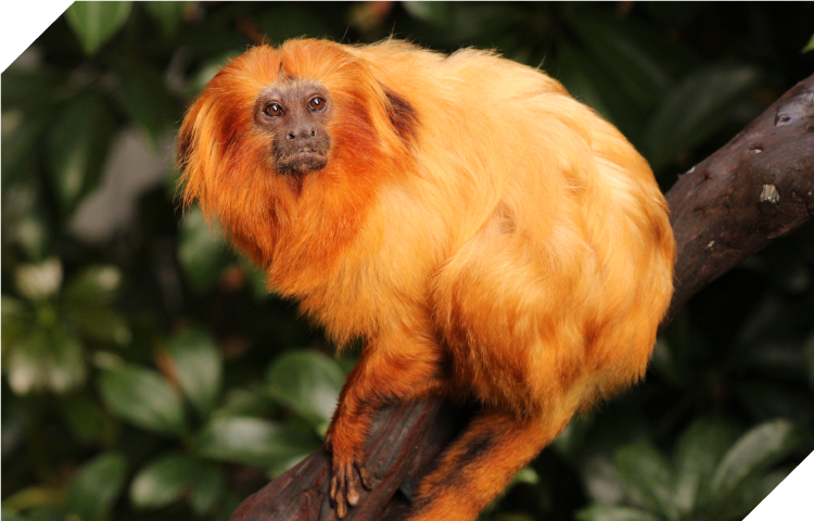 ゴールデンライオンタマリン