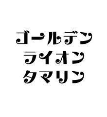 ゴールデンライオンタマリン