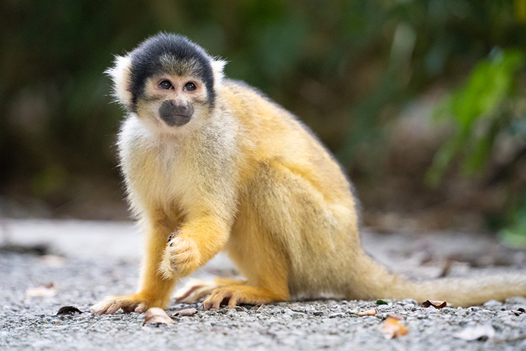 ボリビアリスザル