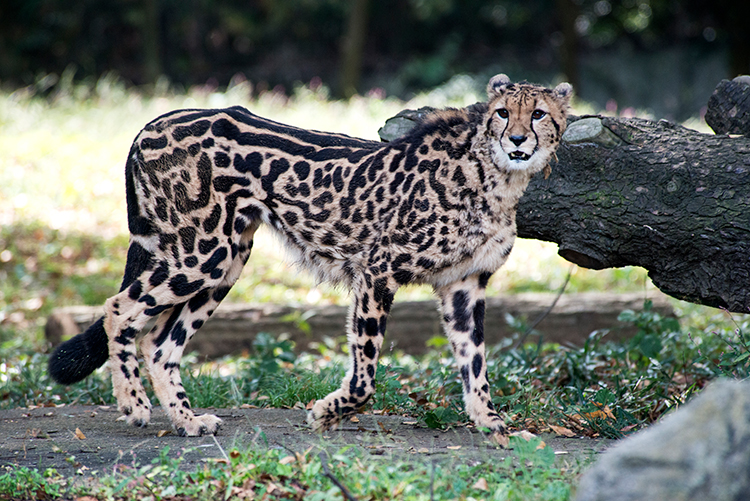 キングチーター