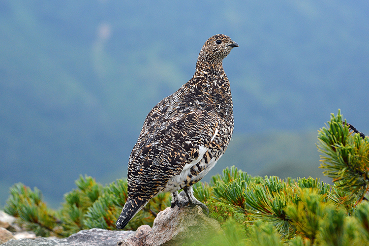 ニホンライチョウ