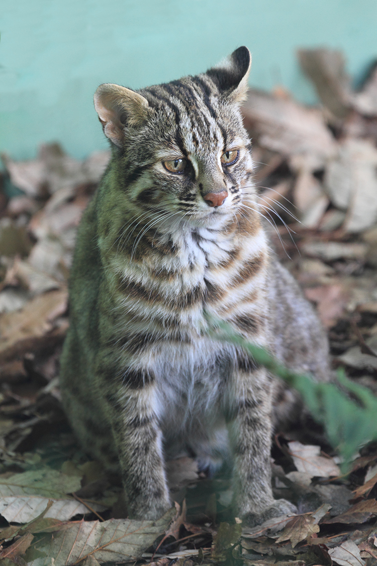 ツシマヤマネコ